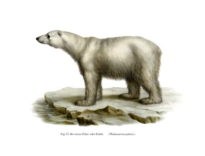 Polar Bear by German School